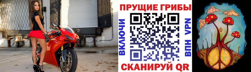 Псилоцибиновые грибы Psilocybe  Купить где  Зуевка 